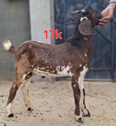 Andu male 4 months goat for sale all setup
