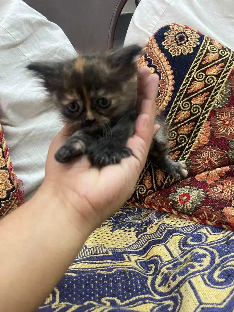 triple coated russion kittens — photo 9