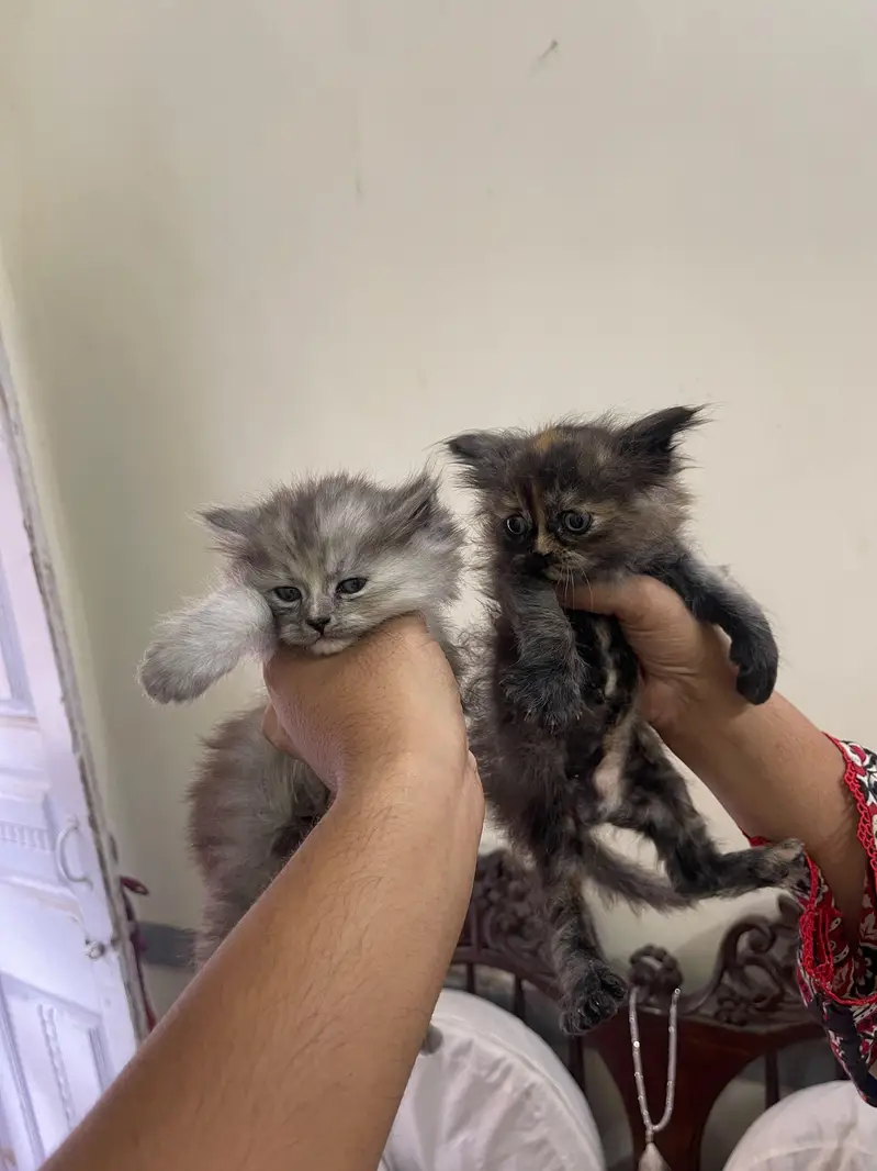 triple coated russion kittens — photo 10
