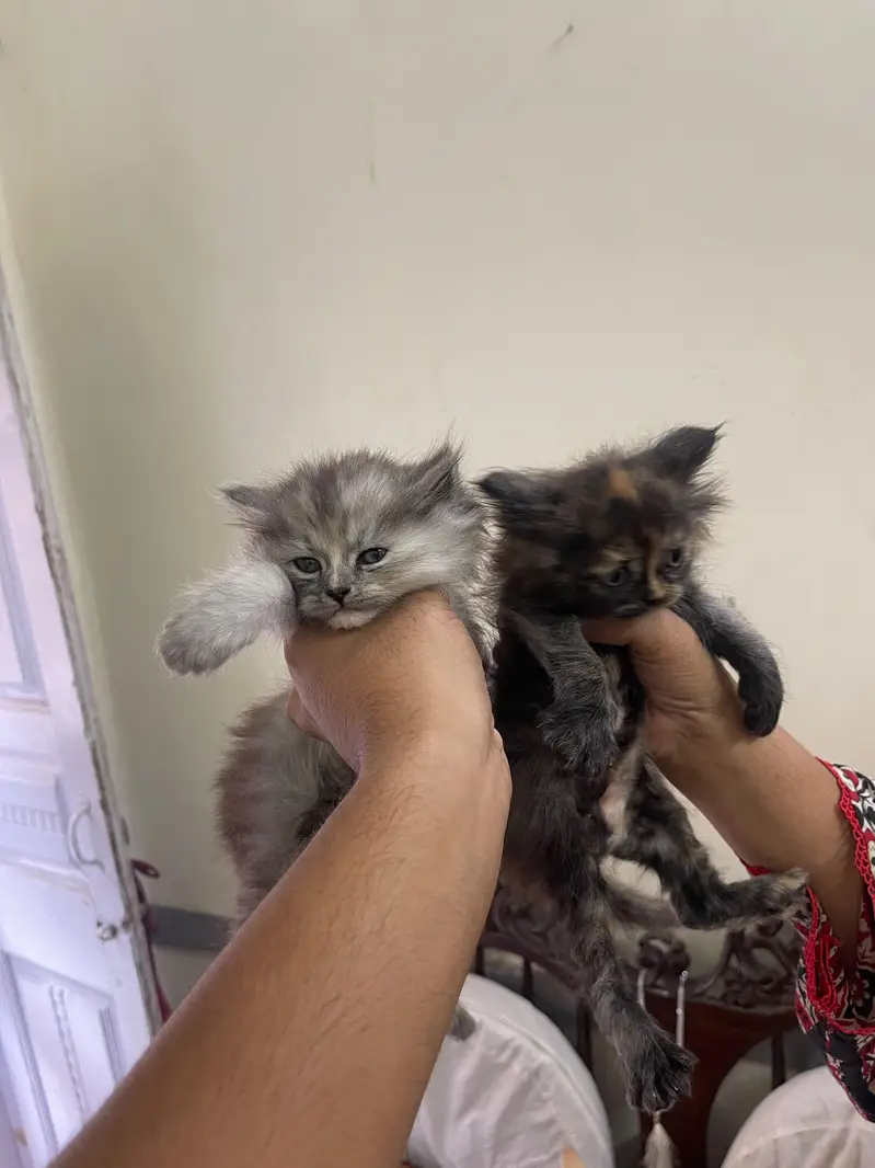 triple coated russion kittens — photo 11