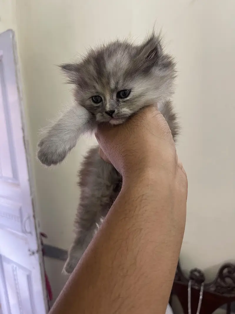 triple coated russion kittens — photo 12