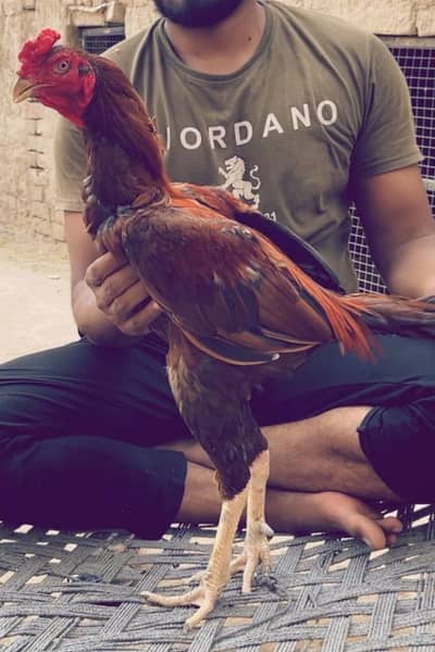 Aseel murga kari wala