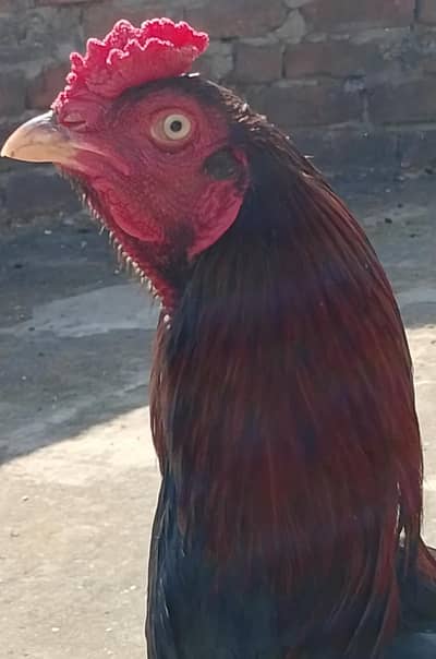 jisy chahiye wo rabta kr ly roster bird's ha season KY Liye ready ha