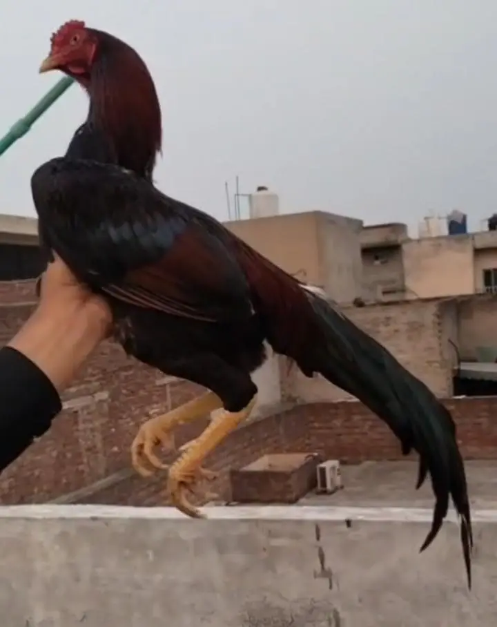 jisy chahiye wo rabta kr ly roster bird's ha season KY Liye ready ha — photo 2