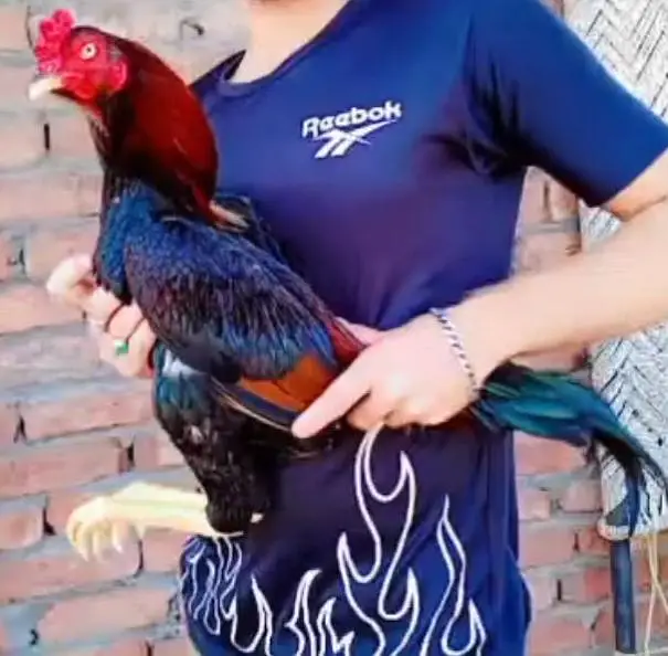 jisy chahiye wo rabta kr ly roster bird's ha season KY Liye ready ha — photo 3