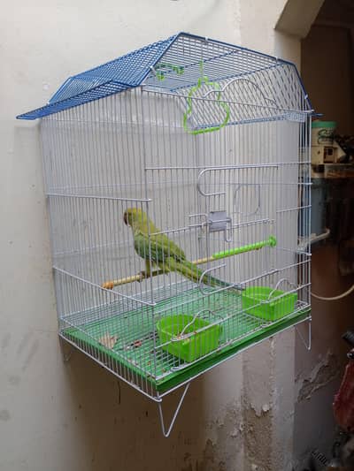 green ringneck male