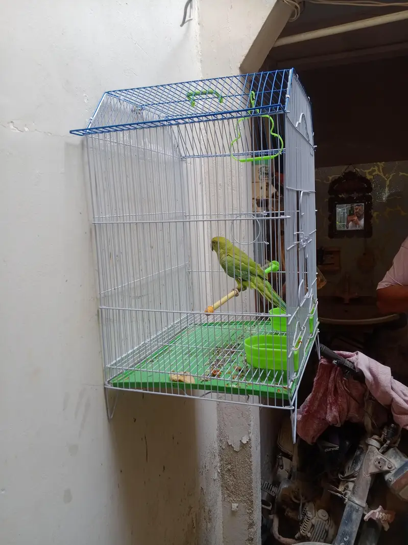 green ringneck male — photo 2