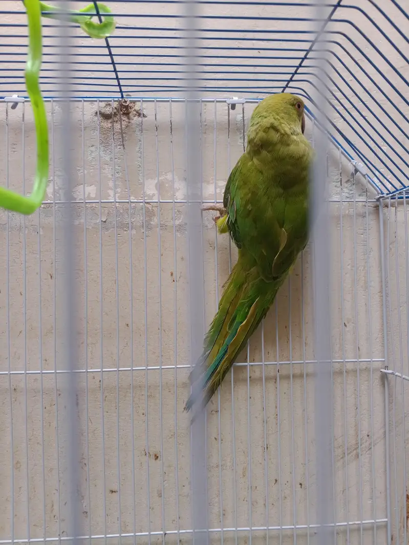 green ringneck male — photo 3