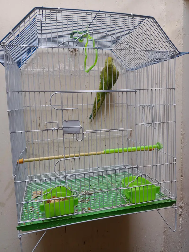green ringneck male — photo 4