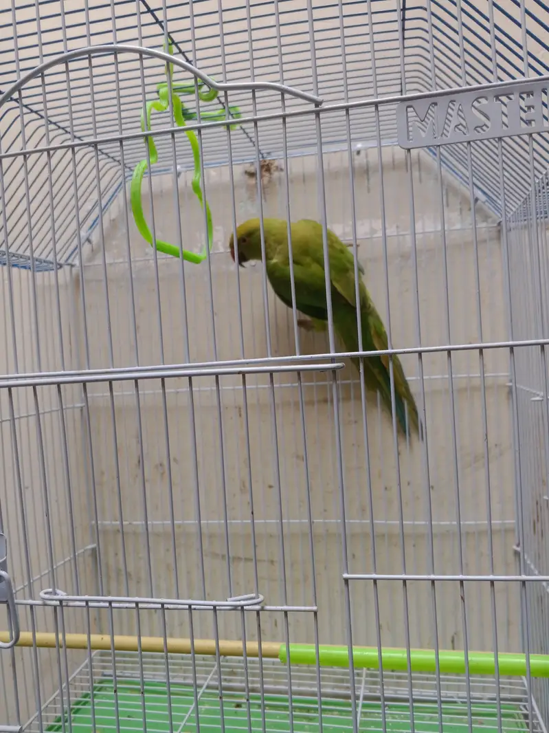 green ringneck male — photo 5