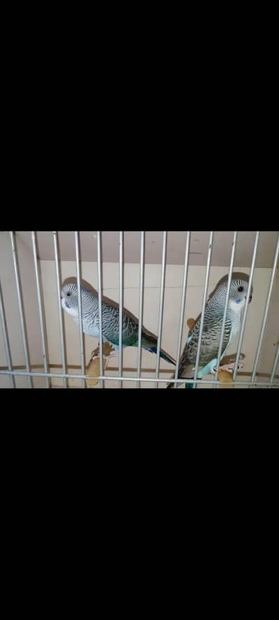 BW normal marking males