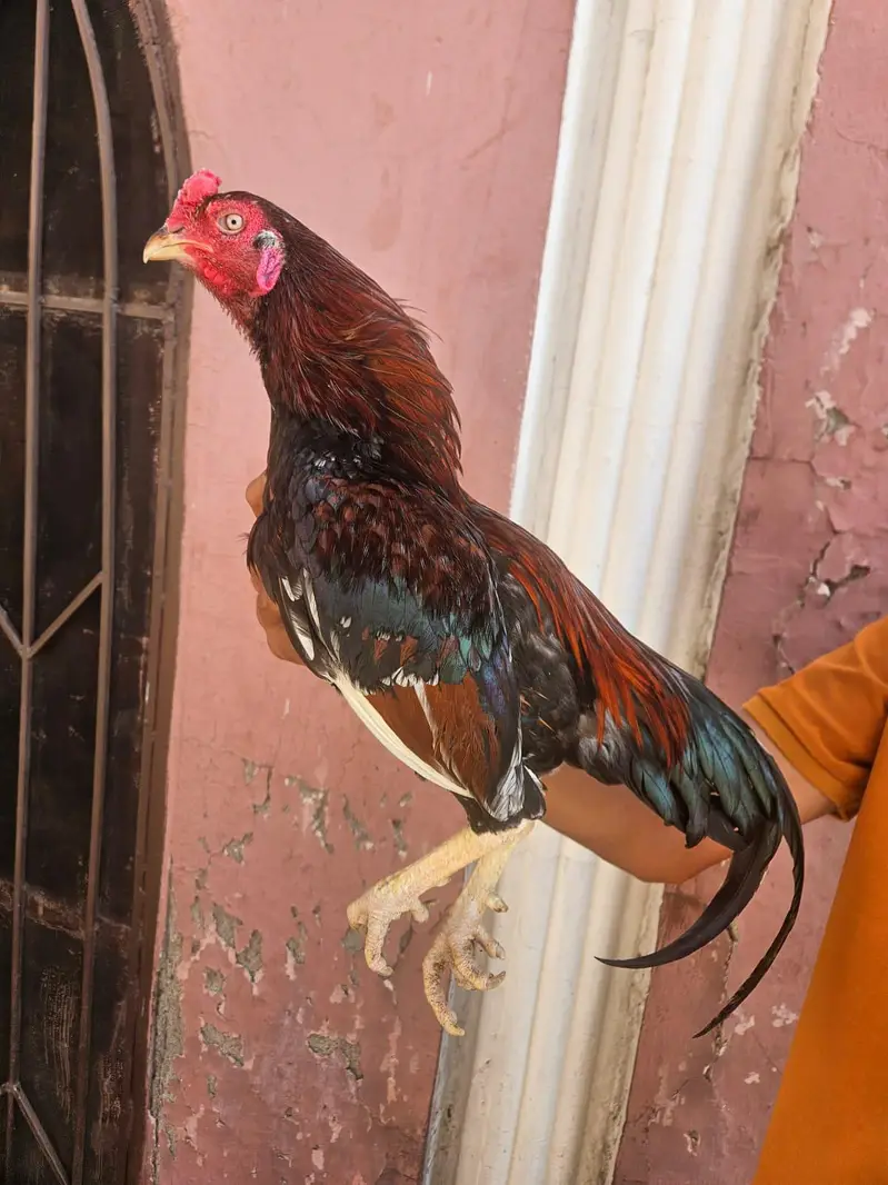 Aseel Mianwali Murgha and Murghi — photo 2