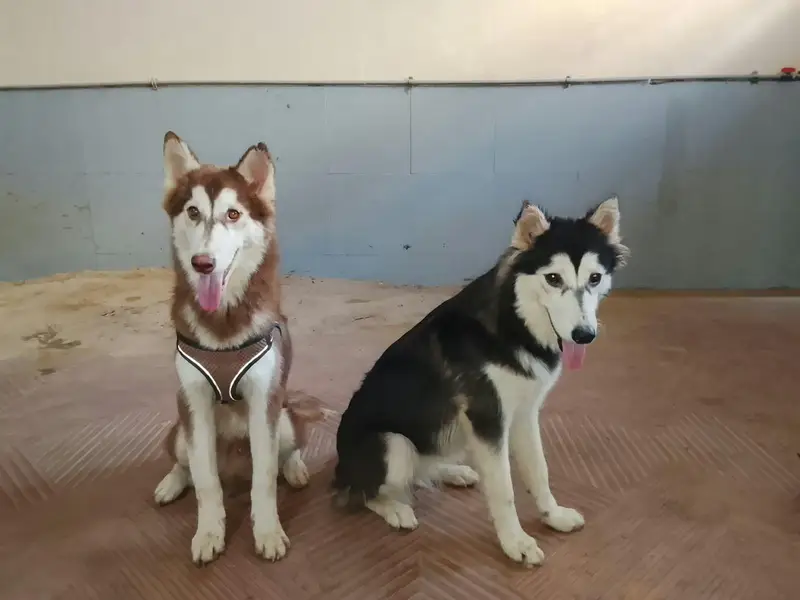 3 dogs