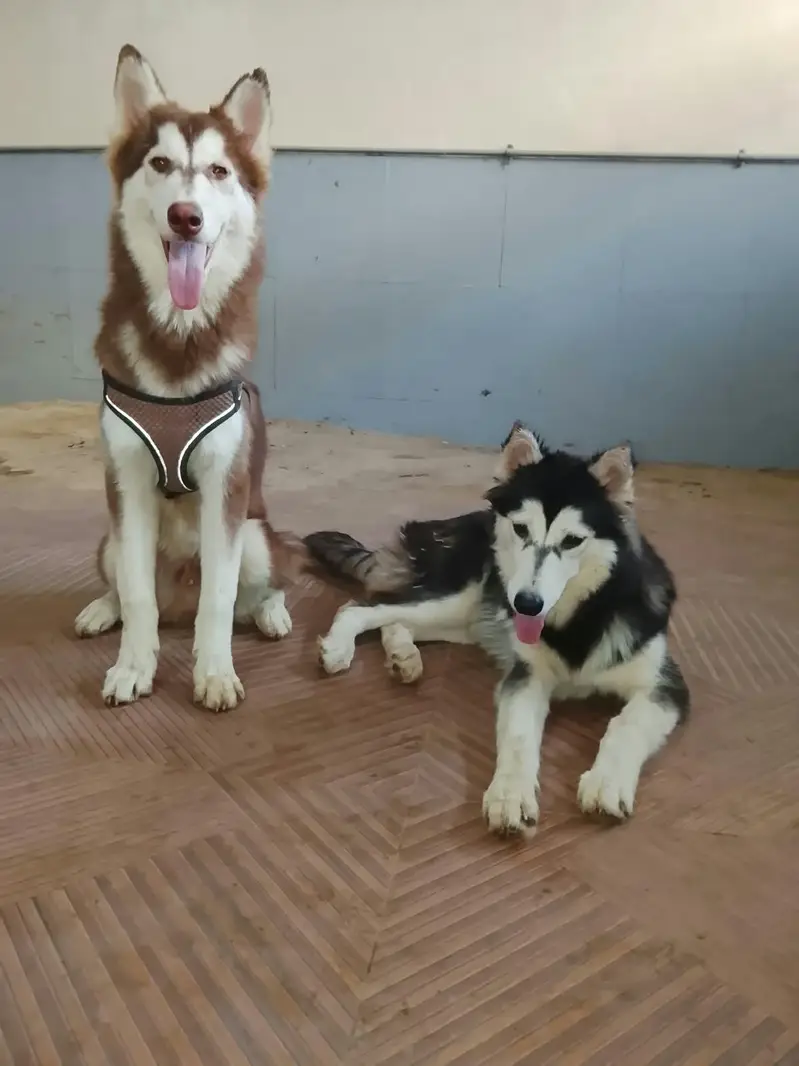 3 dogs — photo 3