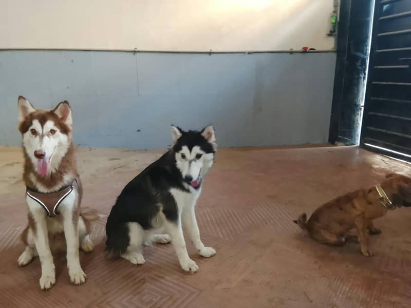 3 dogs 3