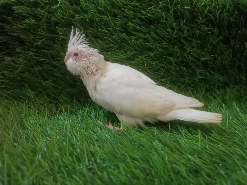 cockatiel chicks — photo 2
