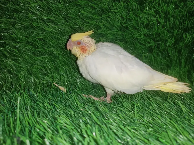 cockatiel chicks — photo 3