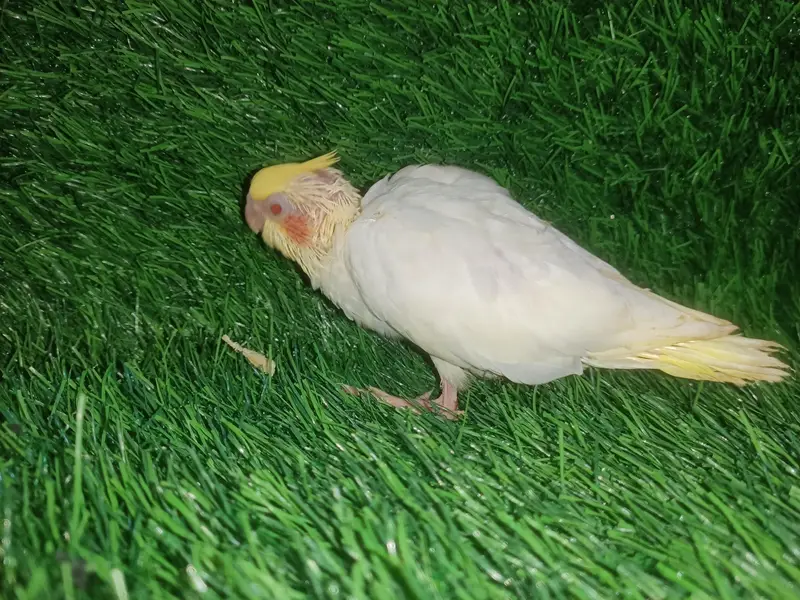 cockatiel chicks — photo 4