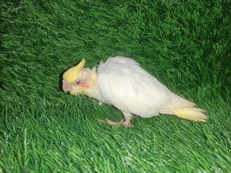 cockatiel chicks — photo 5