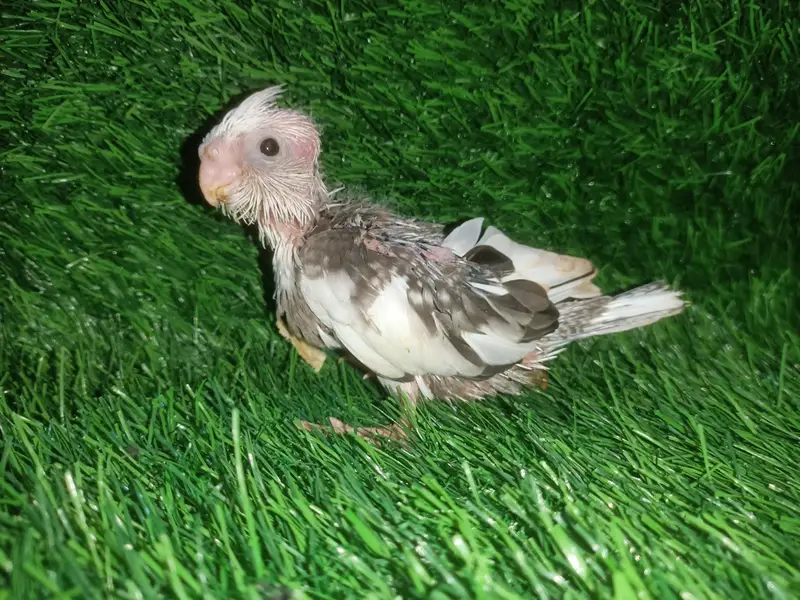 cockatiel chicks — photo 6