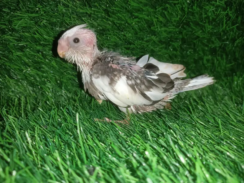 cockatiel chicks — photo 7