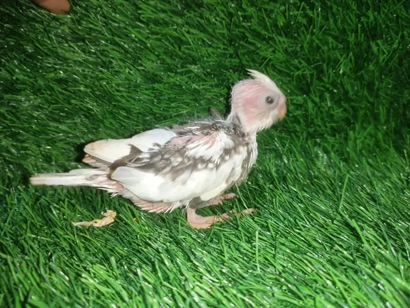 cockatiel chicks — photo 8