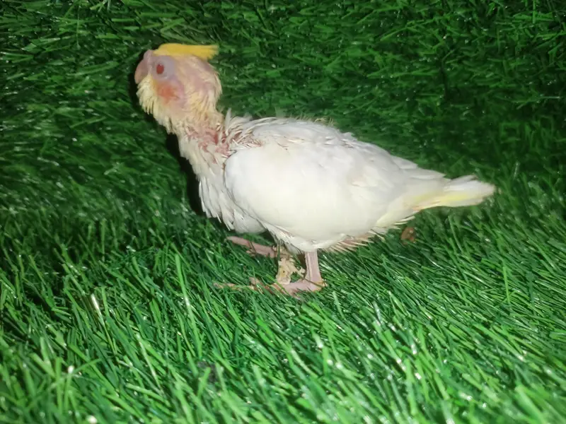 cockatiel chicks — photo 9