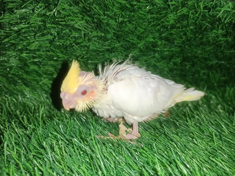 cockatiel chicks — photo 10