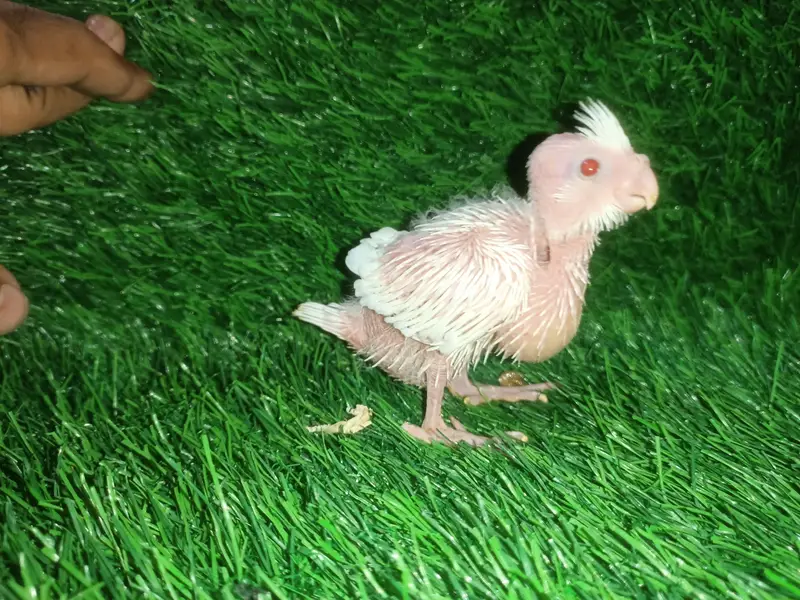 cockatiel chicks — photo 11