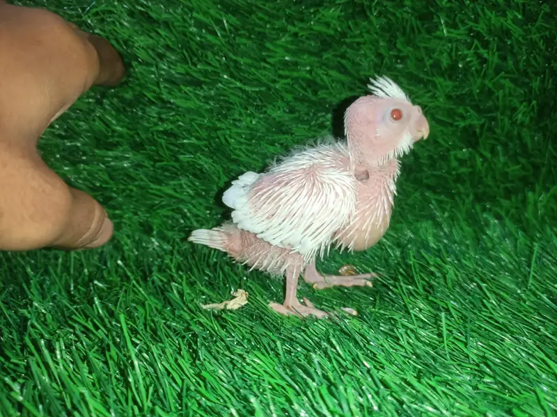cockatiel chicks — photo 12