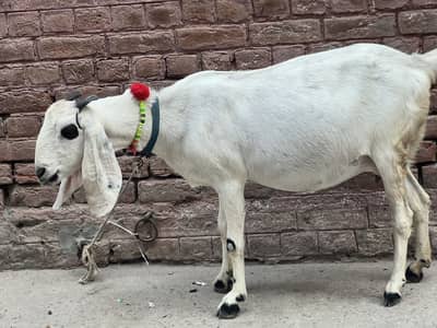 Goat | Betal Goat | rajan pure | Betal ghban Bkri |  03026730678