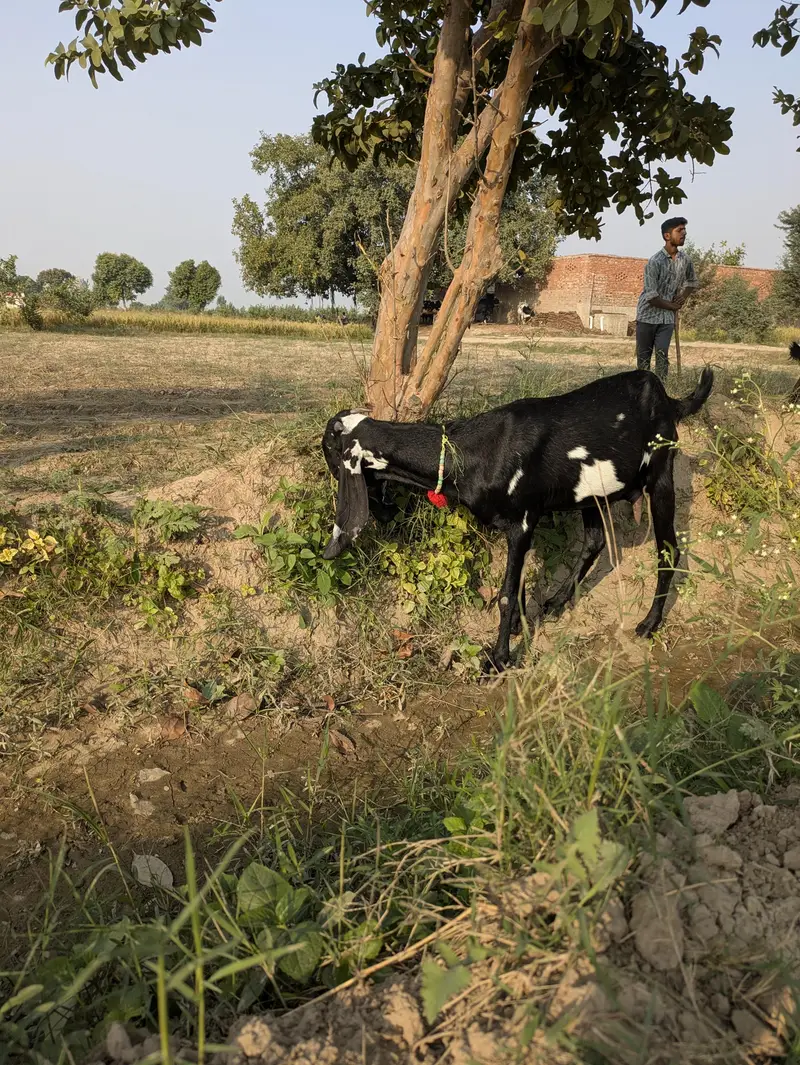 بیتل پٹھ — photo 2