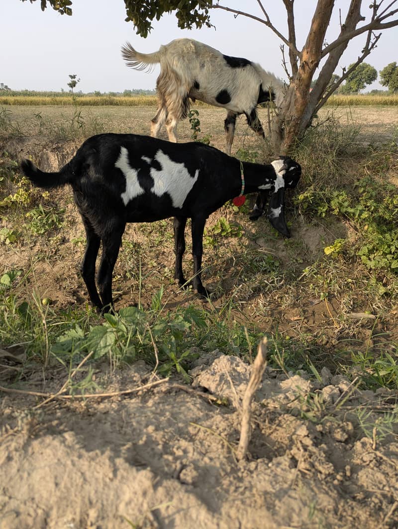 بیتل پٹھ 2