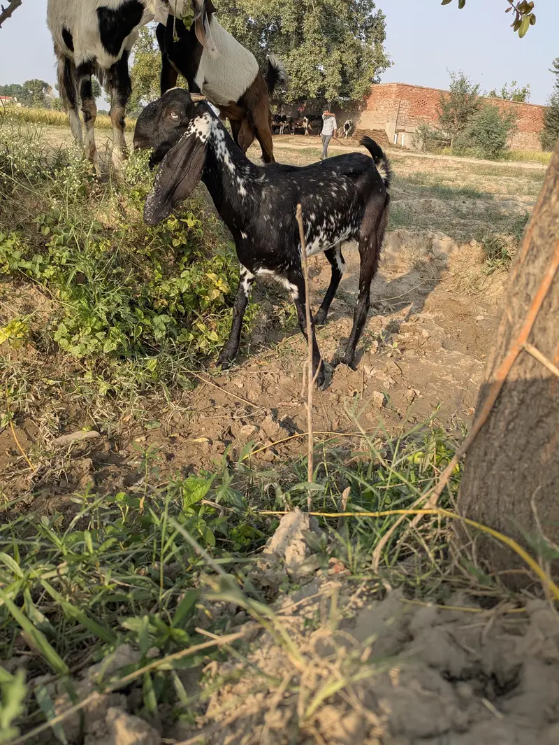 بیتل پٹھ — photo 4