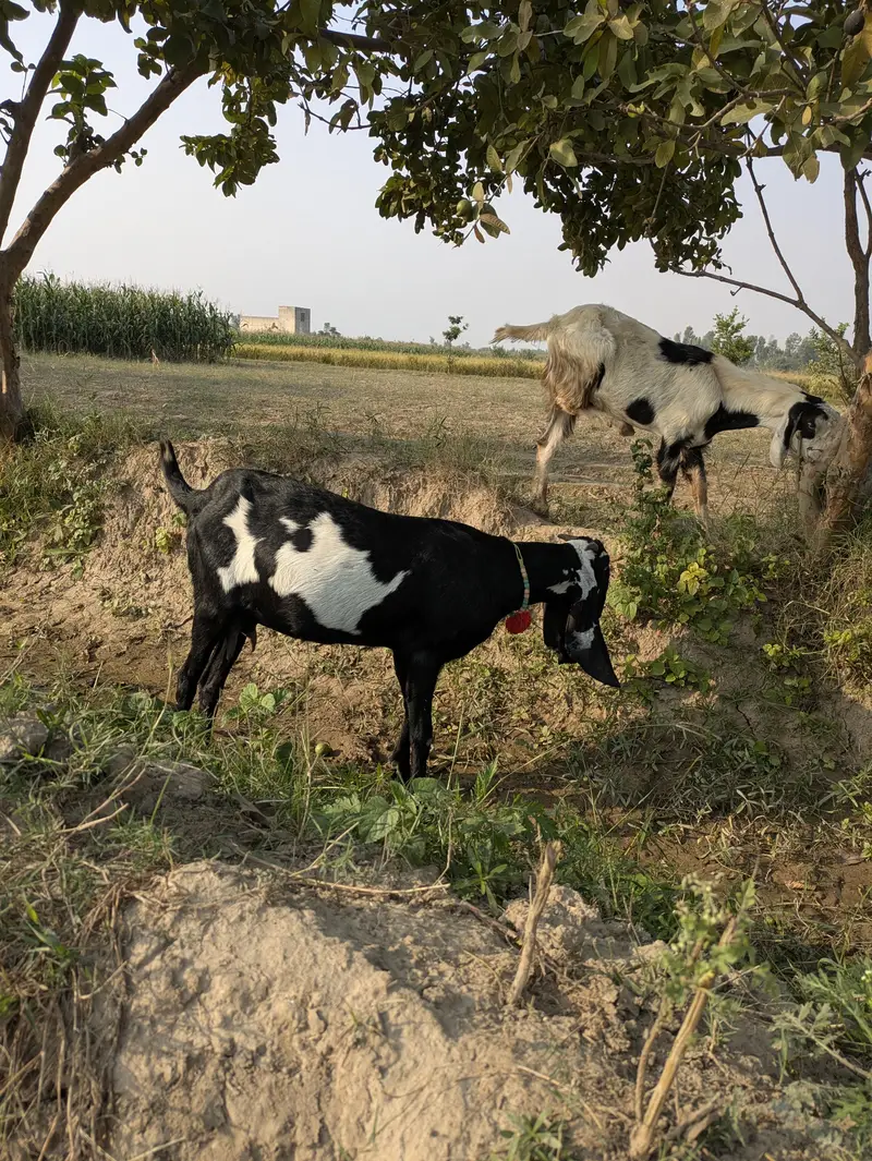 بیتل پٹھ — photo 5