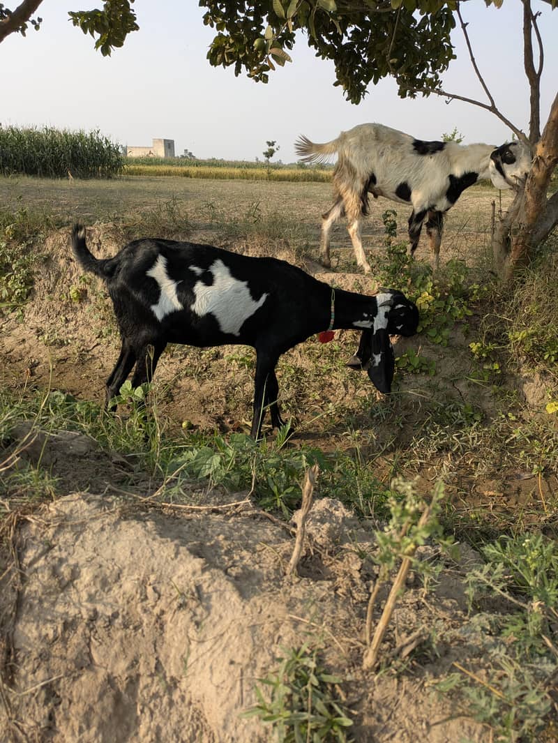 بیتل پٹھ 5