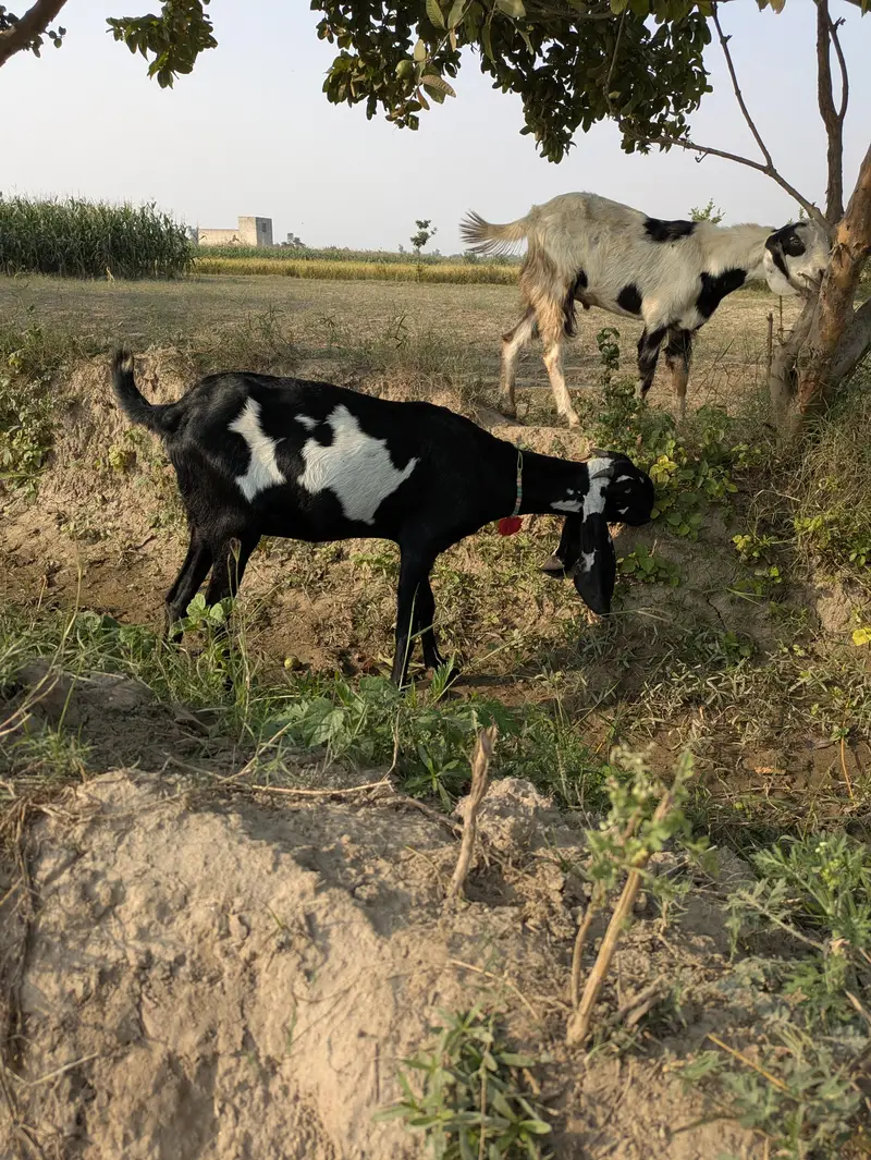 بیتل پٹھ — photo 6