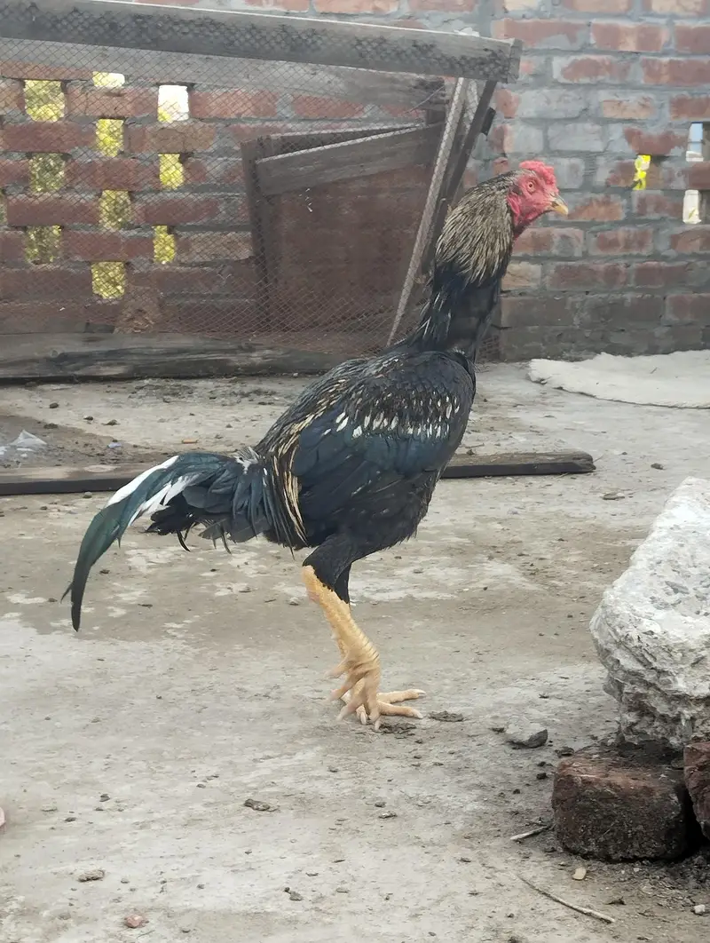 pure aseel long height murgay — photo 2