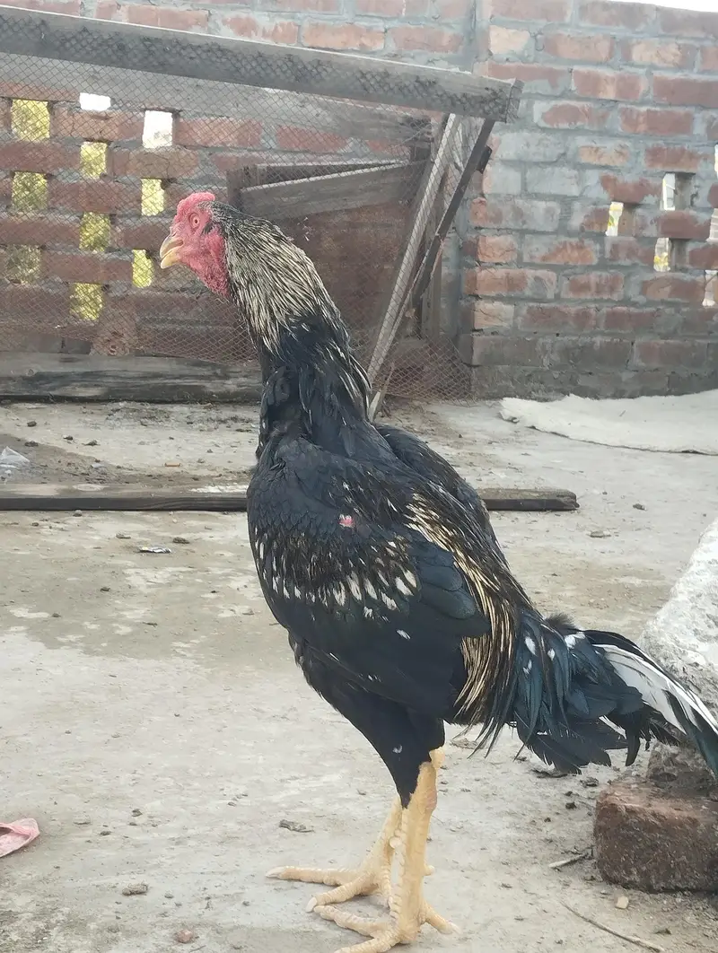 pure aseel long height murgay — photo 3