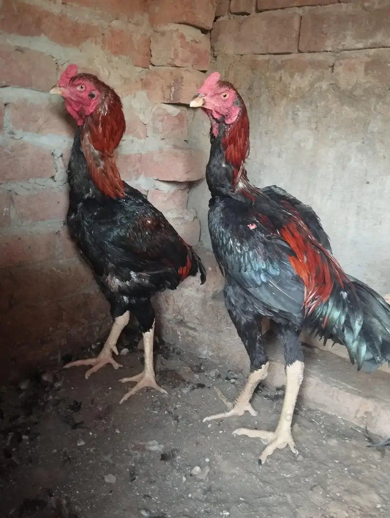 pure aseel long height murgay — photo 4