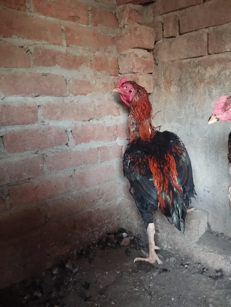 pure aseel long height murgay — photo 6