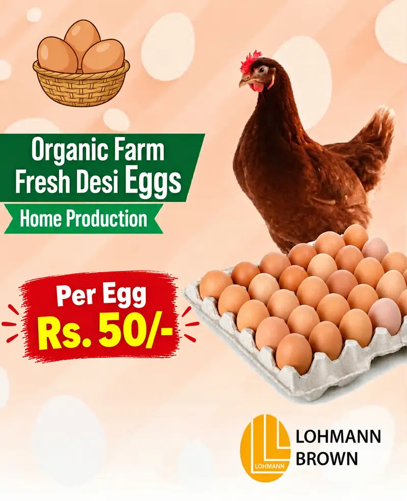 Lohman Brown eggs — photo 2