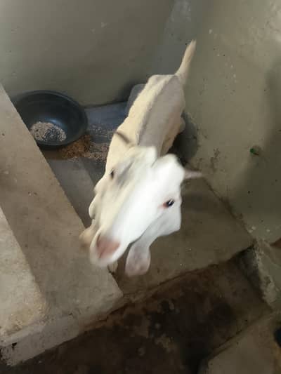 Tapri or gulabi ki cross female