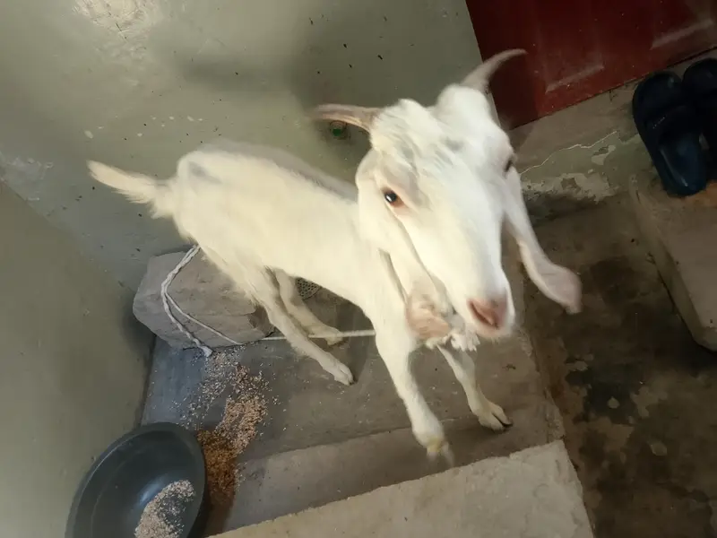 Tapri or gulabi ki cross female — photo 2