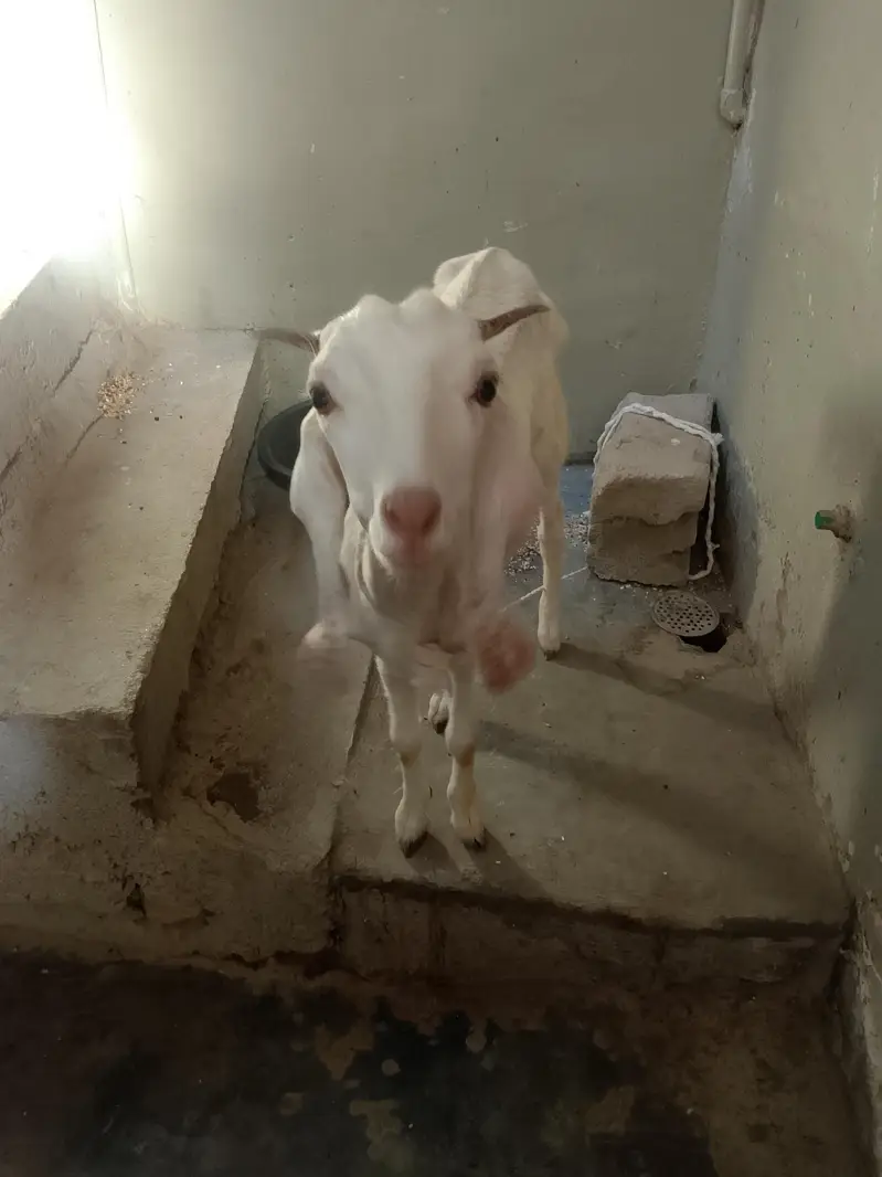 Tapri or gulabi ki cross female — photo 4