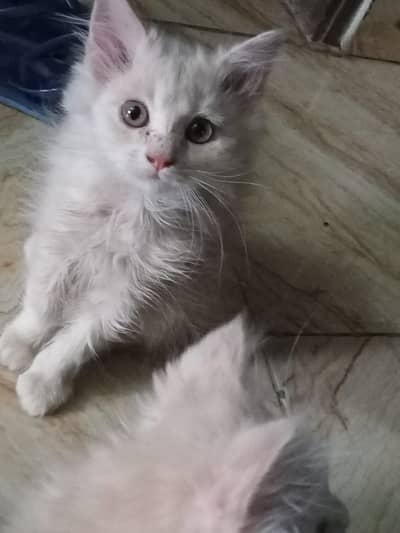 3 kittens for sale