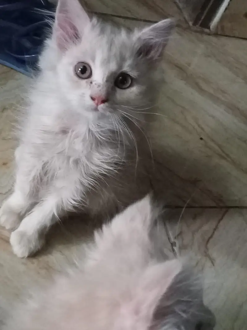 3 kittens for sale — photo 2