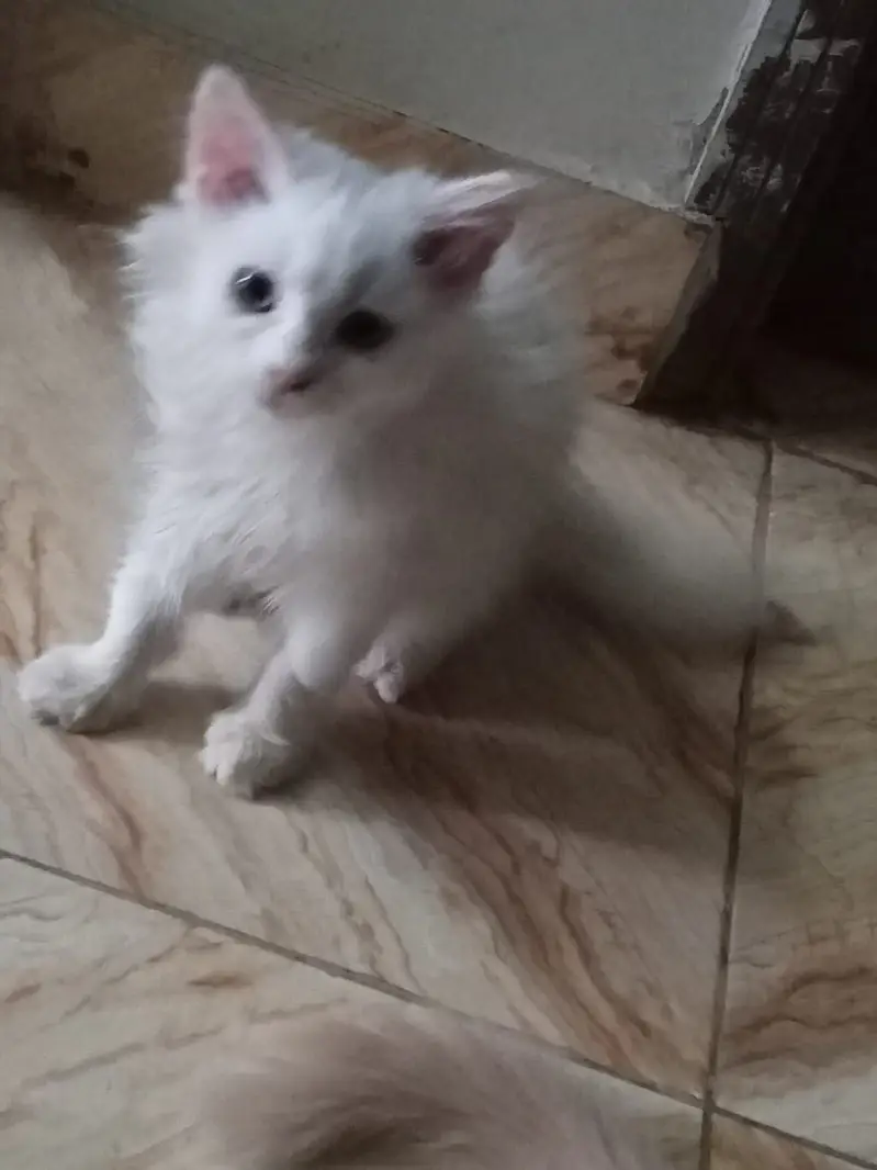 3 kittens for sale — photo 3