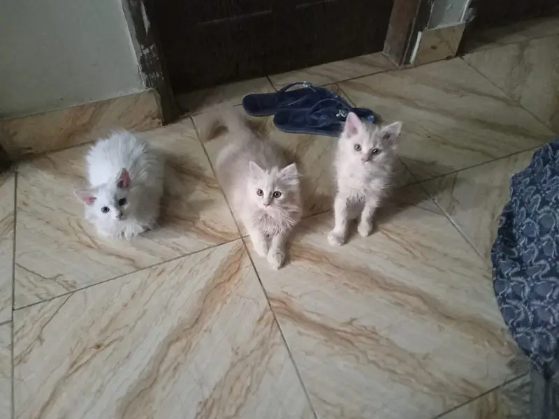 3 kittens for sale — photo 4