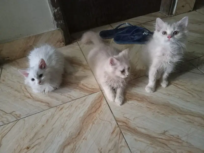 3 kittens for sale — photo 5